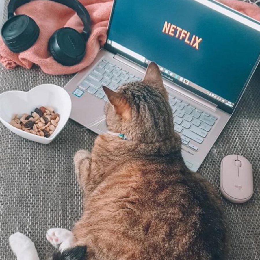 artykuł Netflix-1 kopia